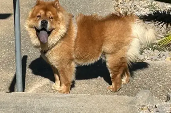 Chien trouvé Gruissan, photo: Chien trouvé aux Villas du Port, Gruissan