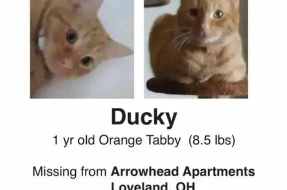 Lost Orange Tabby Cat in Loveland!
