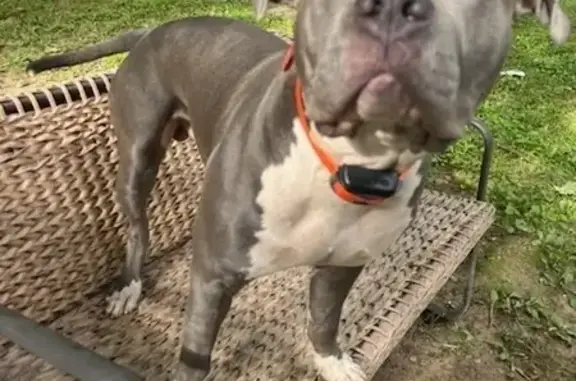 Lost Dog on Atoka-Munford Rd, Atoka