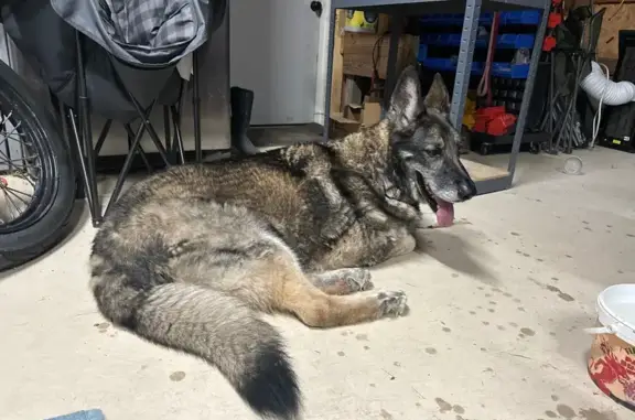 Found dog Centerburg, photo: Sweet Senior German Shepherd Found on 656