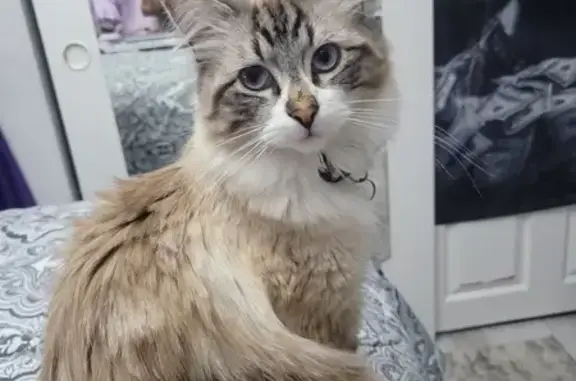Lost Cat Near Blue River Drive, Draper