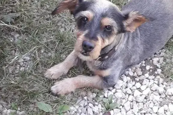 Chien trouvé Gouesnach, photo: Chien mordeur trouvé avec collier à Gouesnach