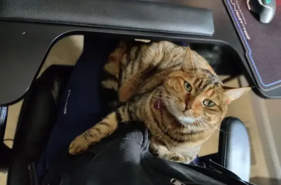Lost Friendly Tabby on Ferguson Drive