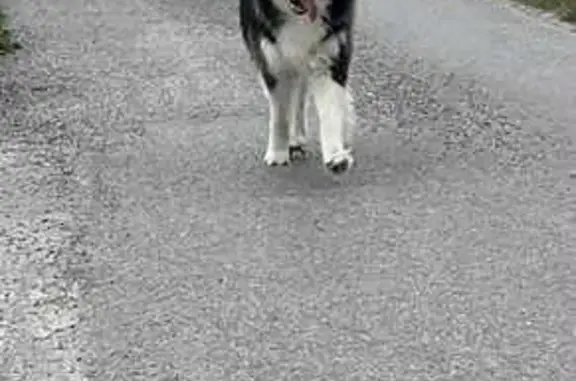 Animaux trouvés , photo: Husky mâle trouvé Rue Becquet, Offekerque