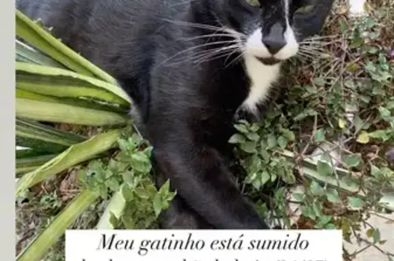 gato desaparecida