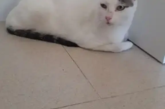 Gata Blanca Perdida en Olivare...