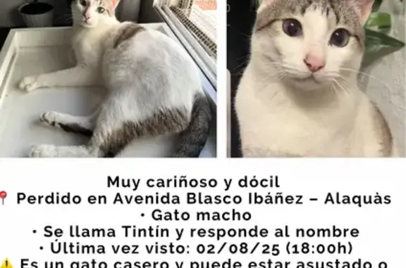Gato perdido: avistado en Alaquàs hace 6h