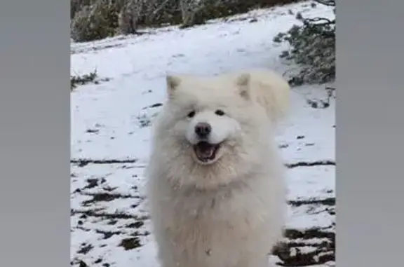 Perro Perdido en Los Carriles, Llanes