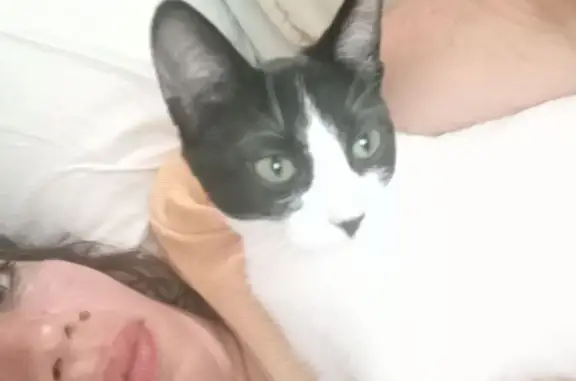 Gatita de 4 meses perdida en Sevilla