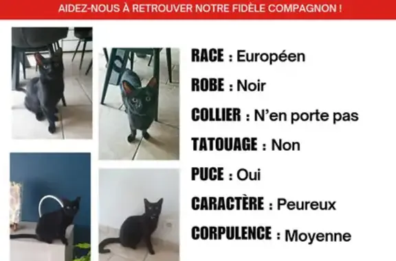 Chat noir craintif perdu, Bassens - photo