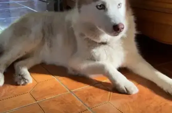 Chien trouvé Valenciennes, photo: Husky blanc/marron trouvé à Valenciennes