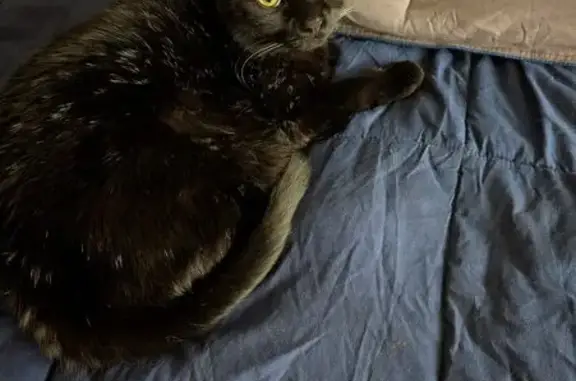 Lost Black Cat: Whitford Circle 4101