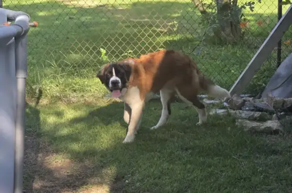 Help Find Our Friendly St. Bernard!