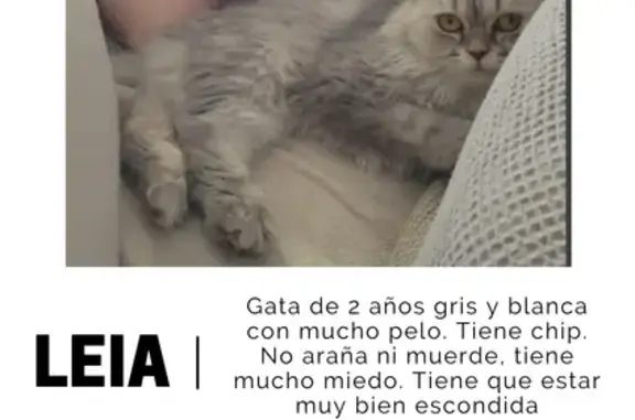 Gata Persa Perdida: San Pedro del Pinatar