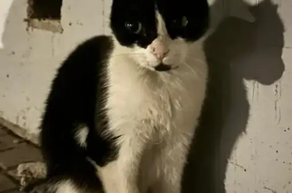 Gato Blanco y Negro con Collar...