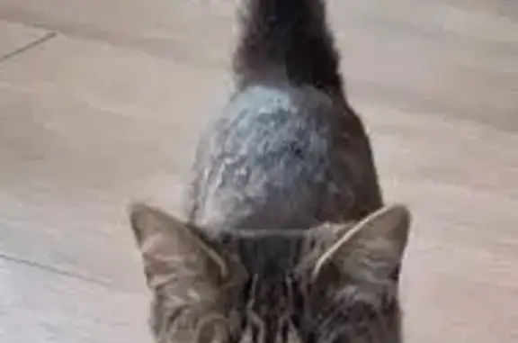 Animaux trouvés Ploubezre, photo: Chat tigré maigre trouvé à Ploubezre