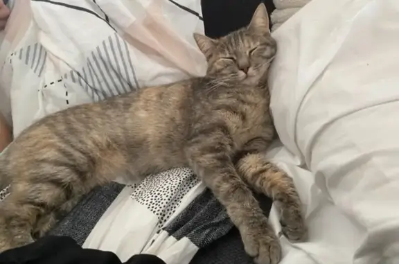 Chat perdue, robe beige-roux-gris-crème - photo