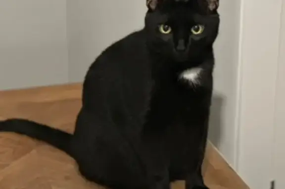 Lost pets , photo: Lost Cat Frank: Friendly, Black & White, Call!