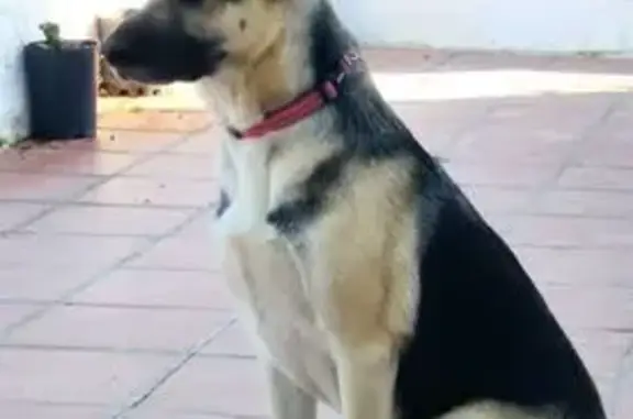 Perro Noble Perdido con Chip en Málaga