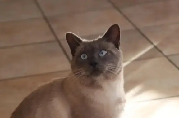 Animaux perdus , photo: Chat perdue, yeux bleus, Chemin du Grenadier