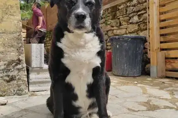 Chien perdu, noire et blanche, Calviac - photo