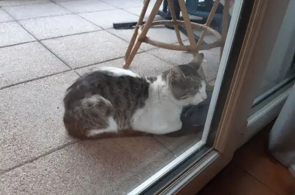 Chat blanc et gris cherche foyer urgent - photo