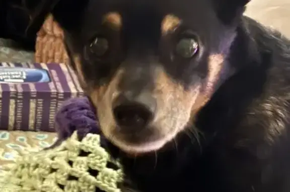 Senior Dog Lost Near Alexander Road