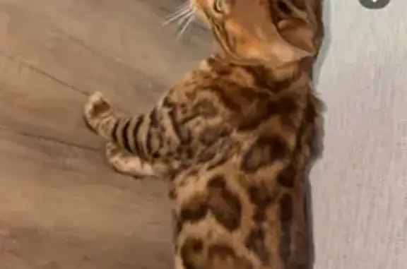 Animaux trouvés Chartres, photo: Jeune chat Bengal marron trouvé à Chartres
