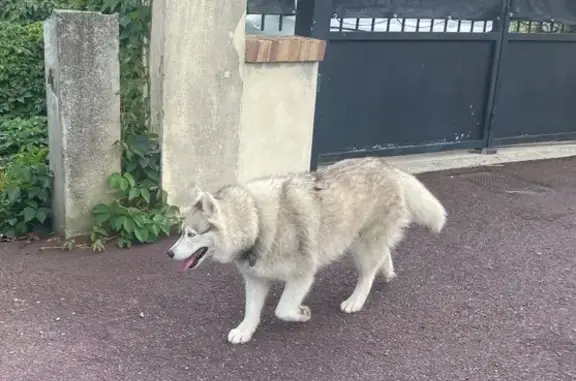 Chien trouvé Saint-Germain-en-Laye, photo: Husky beige-blanc-gris errant à Saint-Germain