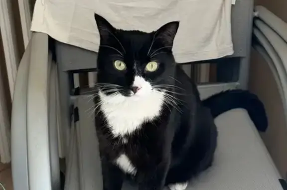 Chat perdu, , photo: Chat noir-blanc perdu Saint Jean, Caen