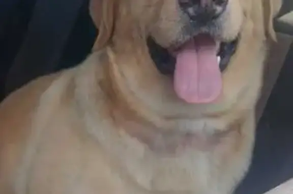 Perro encontrado , foto: perro encontrada
