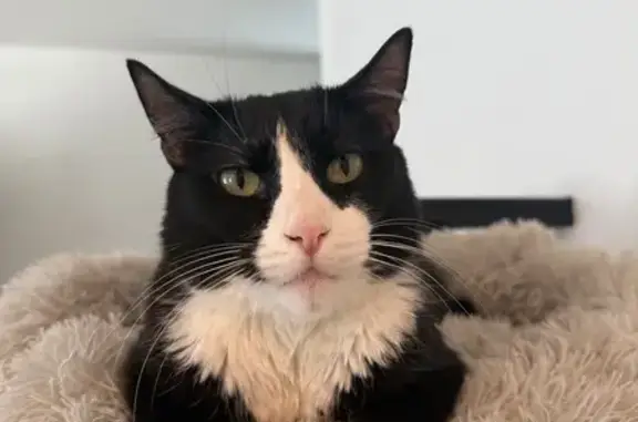 Lost and found pets Herriman, photo: Lost Toothless Cat: Black & White James