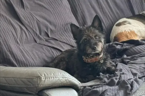 Chien perdu Lens, photo : Petit chien noir perdu, Av. Raoul Briquet
