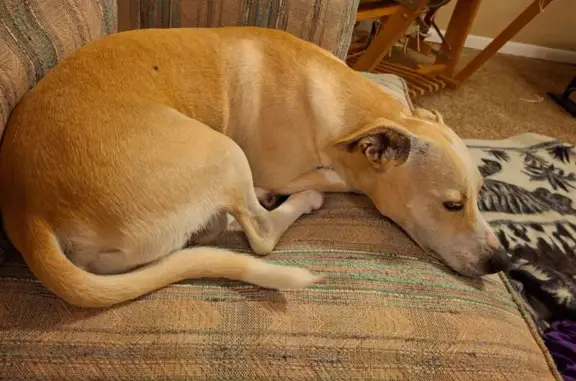 Found pets Madison, photo: Found: Friendly Yellow Dog on Cameron Dr