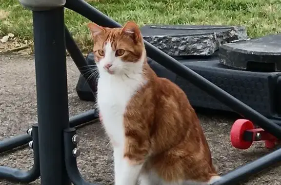 Chat tigré blanc/roux perdu à Gouesnou - photo