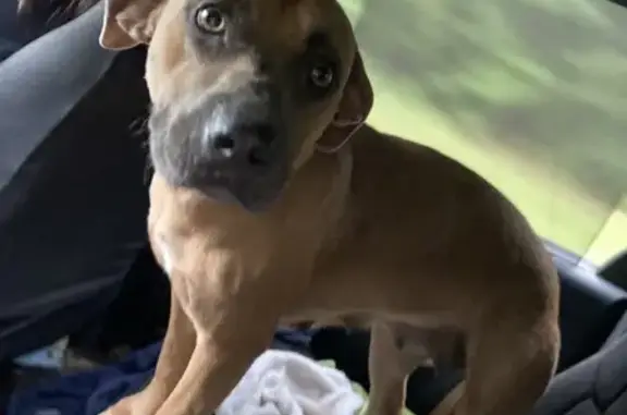 Sweet Brown Dog Found in Milledgeville, GA