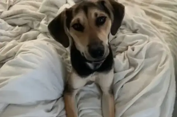 Lost Dog in Loganville: Summit/Sosa