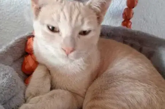 Gato Perdido: Akira, Miel y Sociable, CDMX