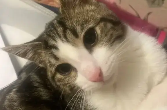 Lost Cat: Black & Brown Striped in Brimbank