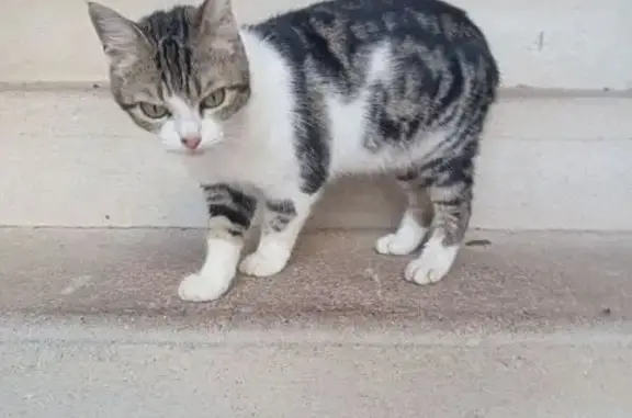 Animaux trouvés Saint-Pol-de-Léon, photo: Jeune chat trouvé à Saint-Pol-de-Léon
