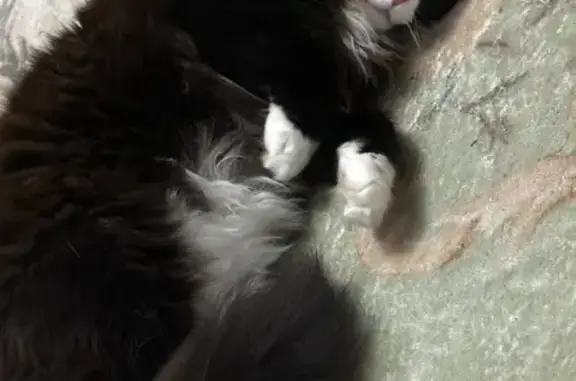 Lost Fluffy Cat: Green Hills Ave, 23