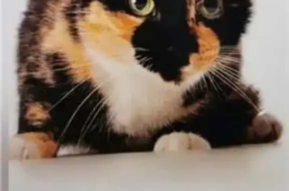 Lost Cat: Bang - Unique Half-Face Markings