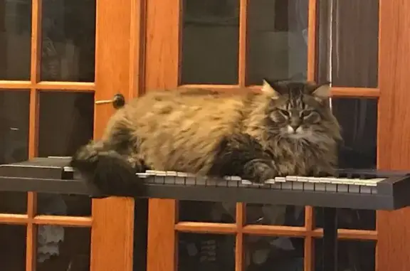 Missing cat St. Cloud, photo: Lost Friendly Maine Coon Mix - St. Cloud