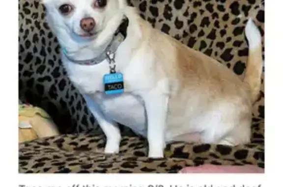 Lost Dog on Powell St, Wildwood