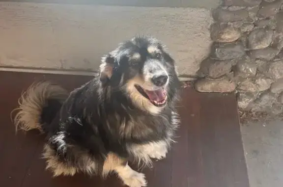 Lost Fluffy Dog: Black & Tan, Ashland