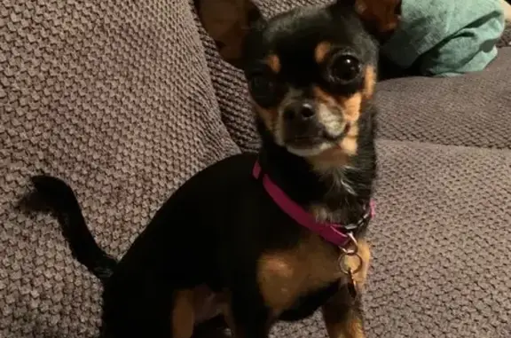 Lost Chihuahua: Babycakes in Cabot