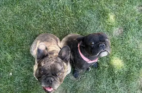 Lost dog, Provo
