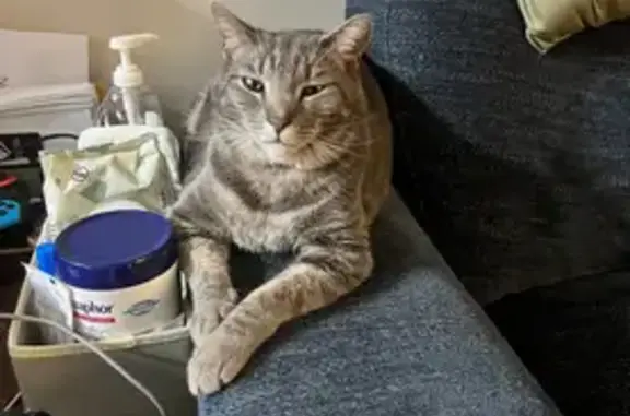 Lost Tabby Cat on Montvale Ave