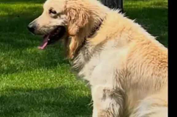 Lost White Golden Retriever: Friendly & Missing