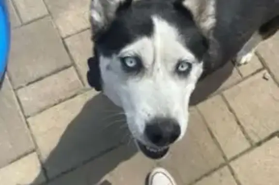 Lost Dog: Black & White, Red Collar, Elsmere